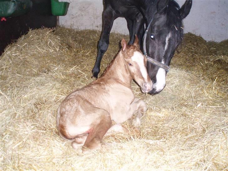 DSP Lykkebo Contador billede 5