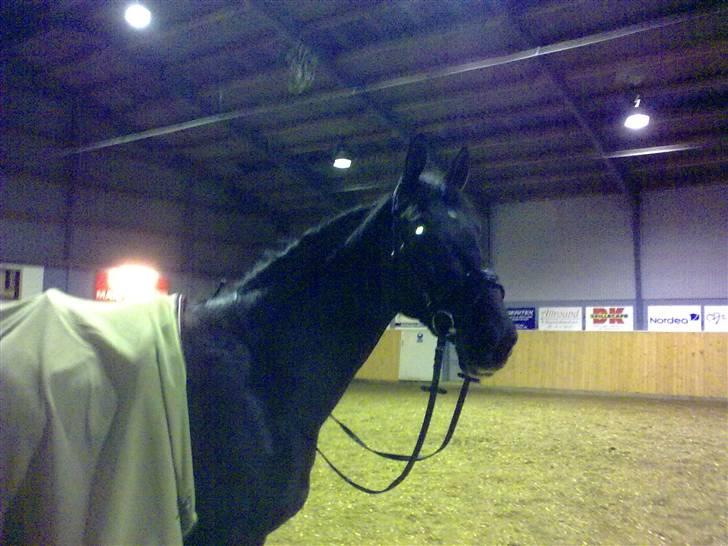 Dansk Varmblod Silva Bakkely <3  billede 13