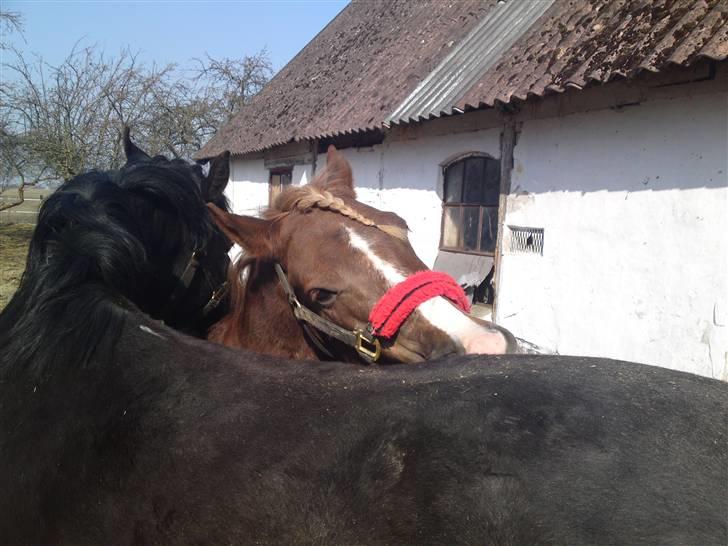 Anden særlig race Laban >Solgt< - 2) Laban og Sesse klør´ hinanden Foto: Chilli Hansen billede 2