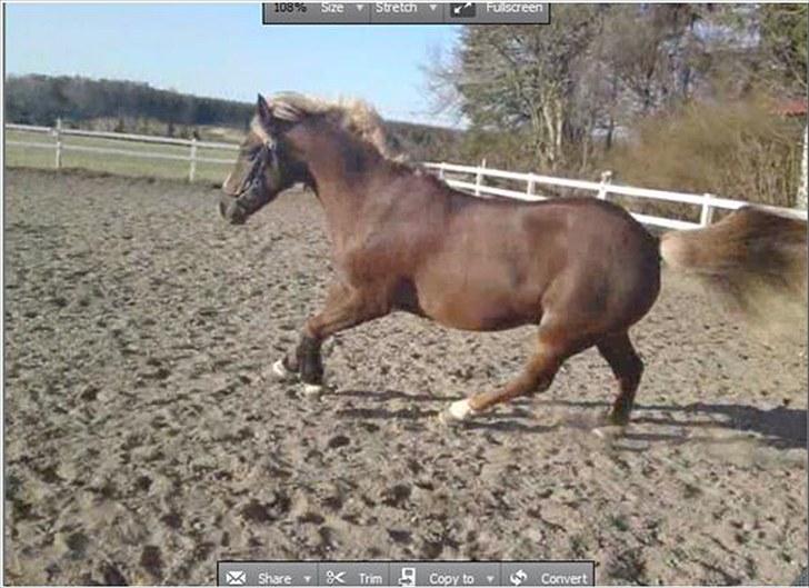 Anden særlig race Laban >Solgt< - 3) Laban i galop Foto: Chilli Hansen billede 3