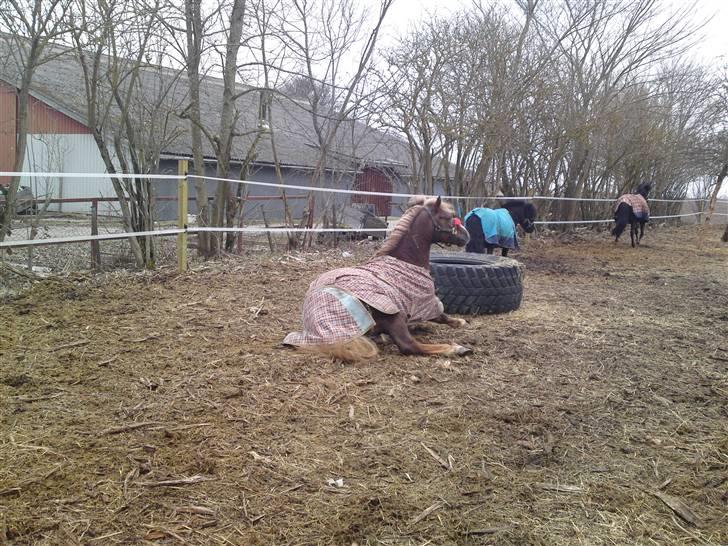 Anden særlig race Laban >Solgt< - 4) Laban ruller sig. Foto: Chilli Hansen billede 4