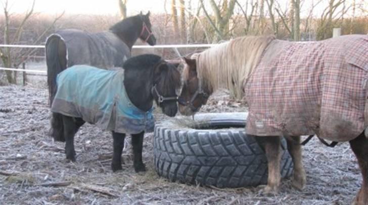 Anden særlig race Laban >Solgt< - 5) Hmm? Hvem er du?, Skal vi være venner :D Foto: Bettina Hansen billede 5