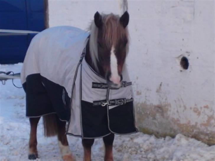 Anden særlig race Laban >Solgt< - 6) Vinterbillede (: Dejligt med sne Foto: Bettina Hansen billede 6