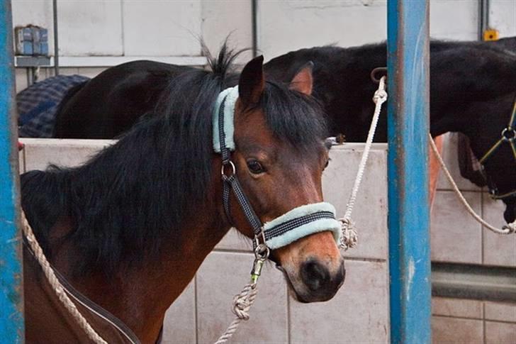 Anden særlig race Trunte † - Fotograf: Maria Rasch billede 1
