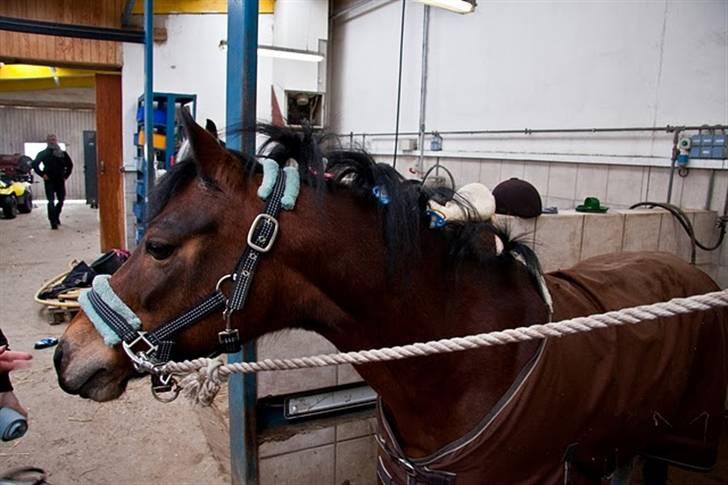 Anden særlig race Trunte † - Fotograf: Maria Rasch billede 3