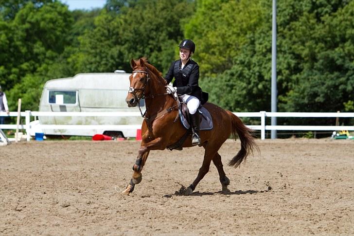 Irsk Sportspony Pimboli billede 4