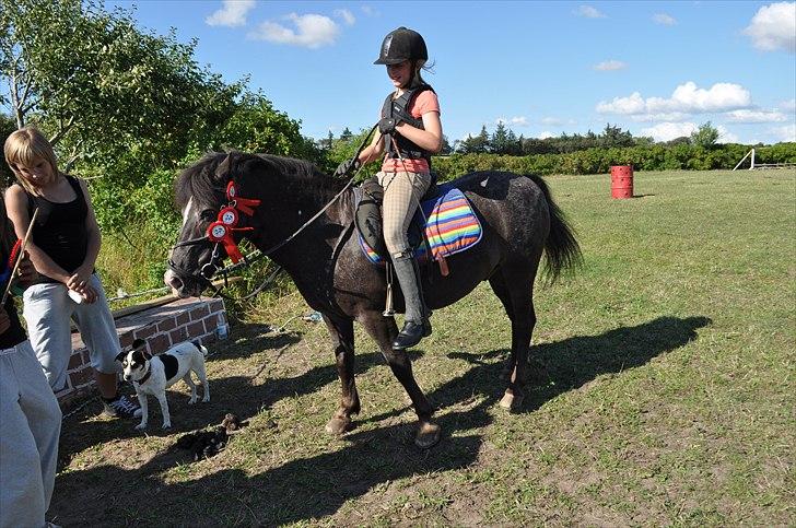 Anden særlig race Max <3 - Velkommen til Maxs profil. Stjerne ponyen!<3 :D billede 4