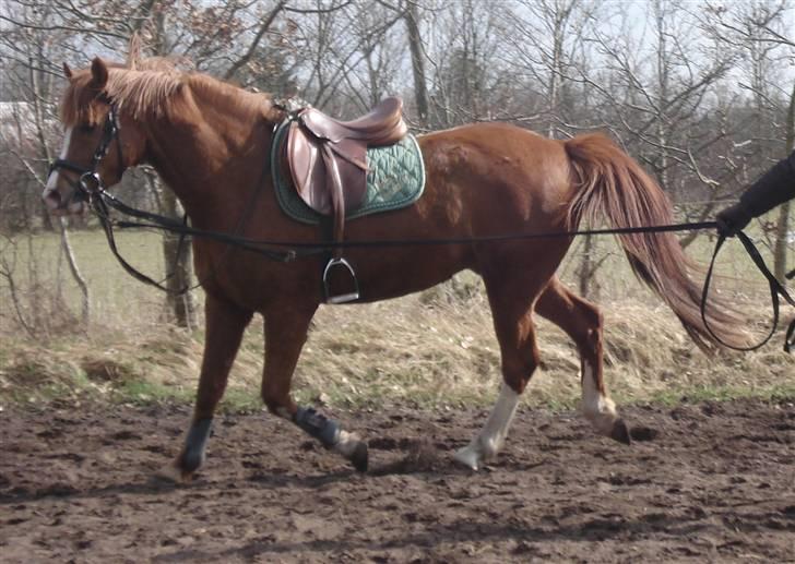 Anden særlig race Junior Charkiro billede 13