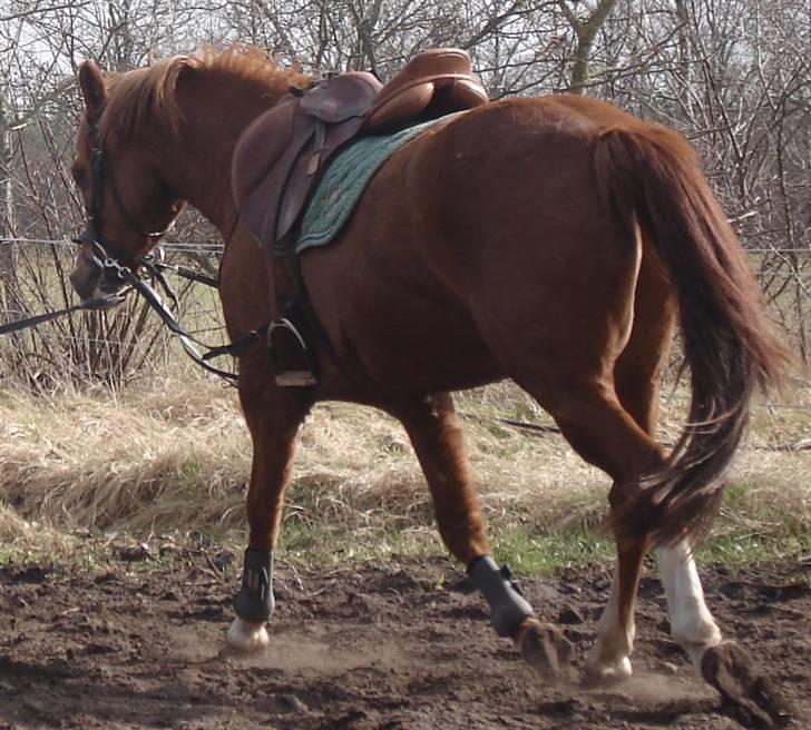 Anden særlig race Junior Charkiro billede 15
