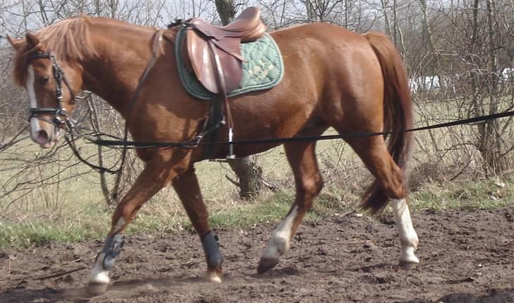 Anden særlig race Junior Charkiro billede 16