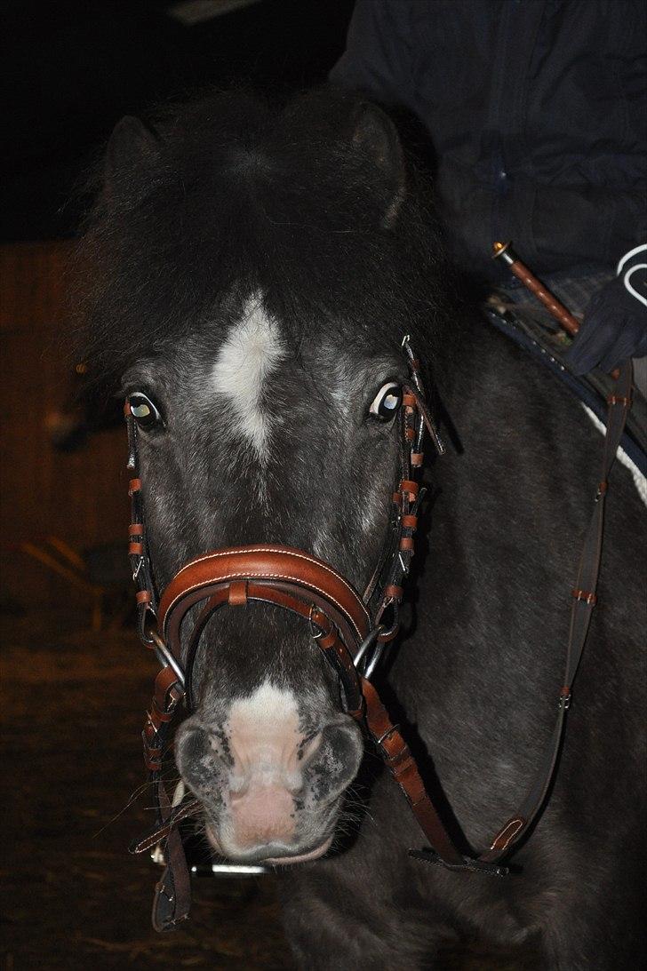 Anden særlig race Max <3 - Max du er jo drømmen<3 elsker dig over hele mit hjerte<3333 billede 12