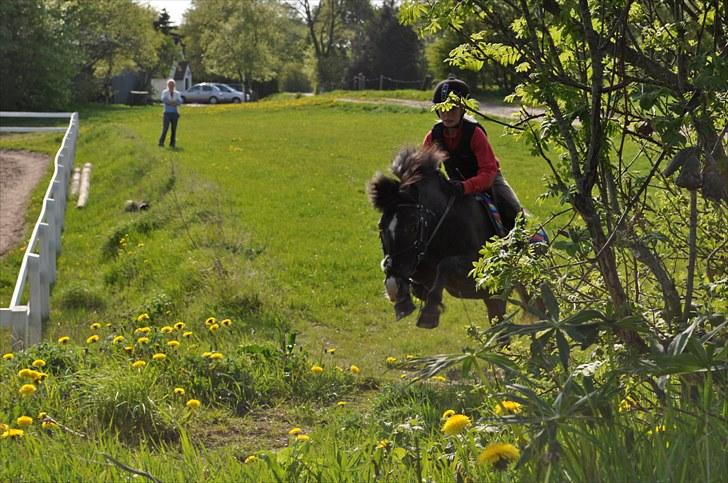 Anden særlig race Max <3 - spring lille Max! billede 14