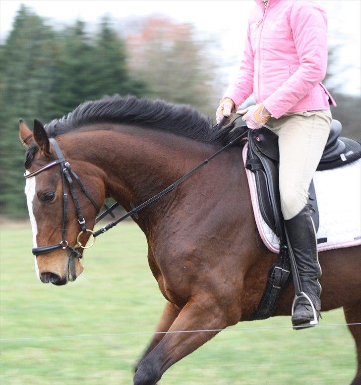 Fuldblod (XX) Competence (DEN) billede 5