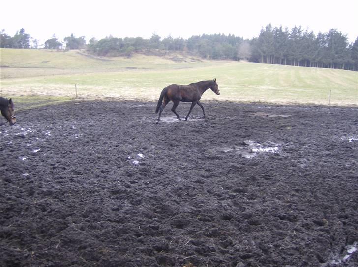 Fuldblod (XX) Competence (DEN) billede 12