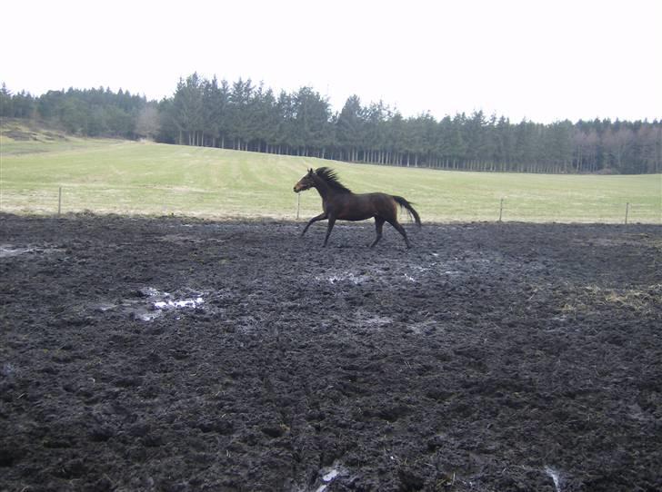 Fuldblod (XX) Competence (DEN) billede 13