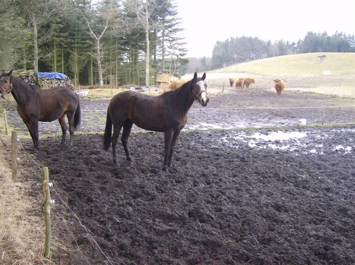 Fuldblod (XX) Competence (DEN) billede 14