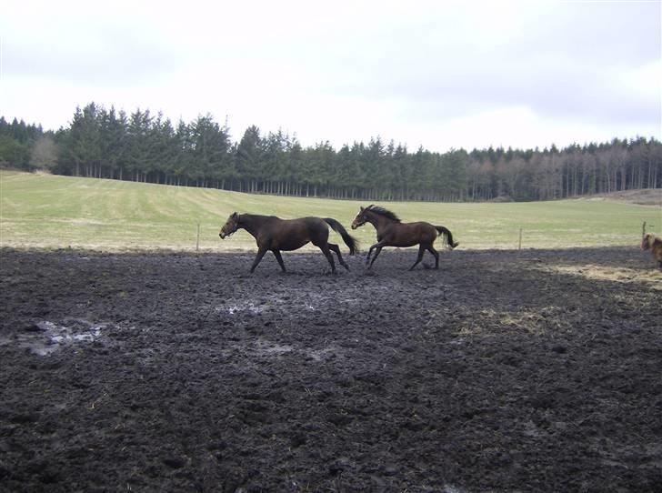 Dansk Varmblod lolitta skovgaard-solgt billede 14