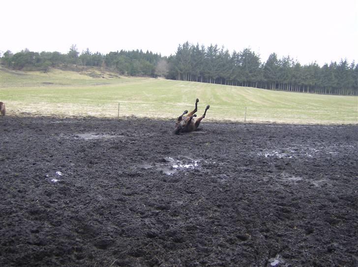 Dansk Varmblod lolitta skovgaard-solgt billede 15