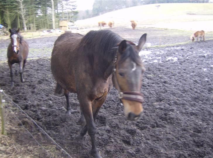 Dansk Varmblod lolitta skovgaard-solgt billede 16