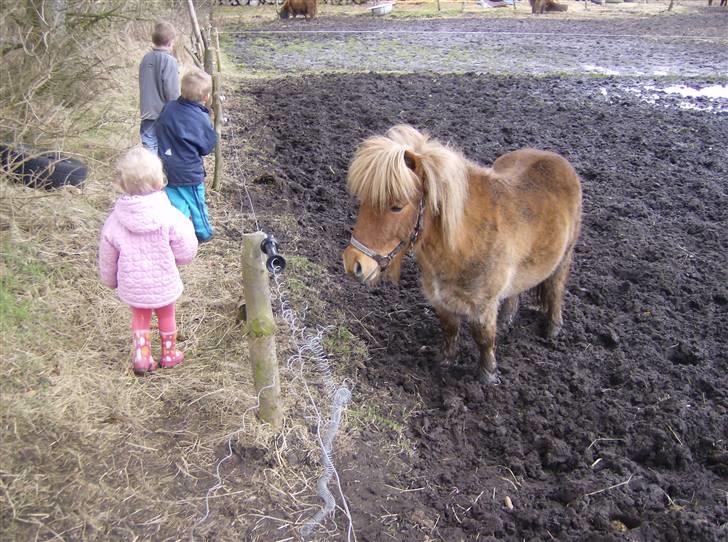 Shetlænder Lukas billede 11