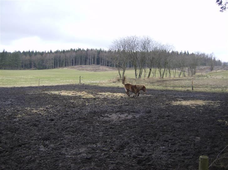Shetlænder Lukas billede 12