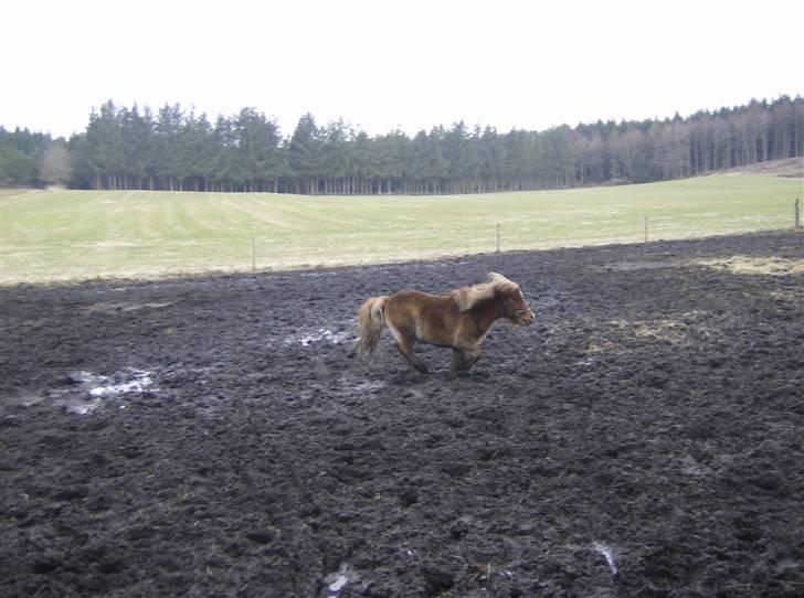 Shetlænder Lukas billede 13