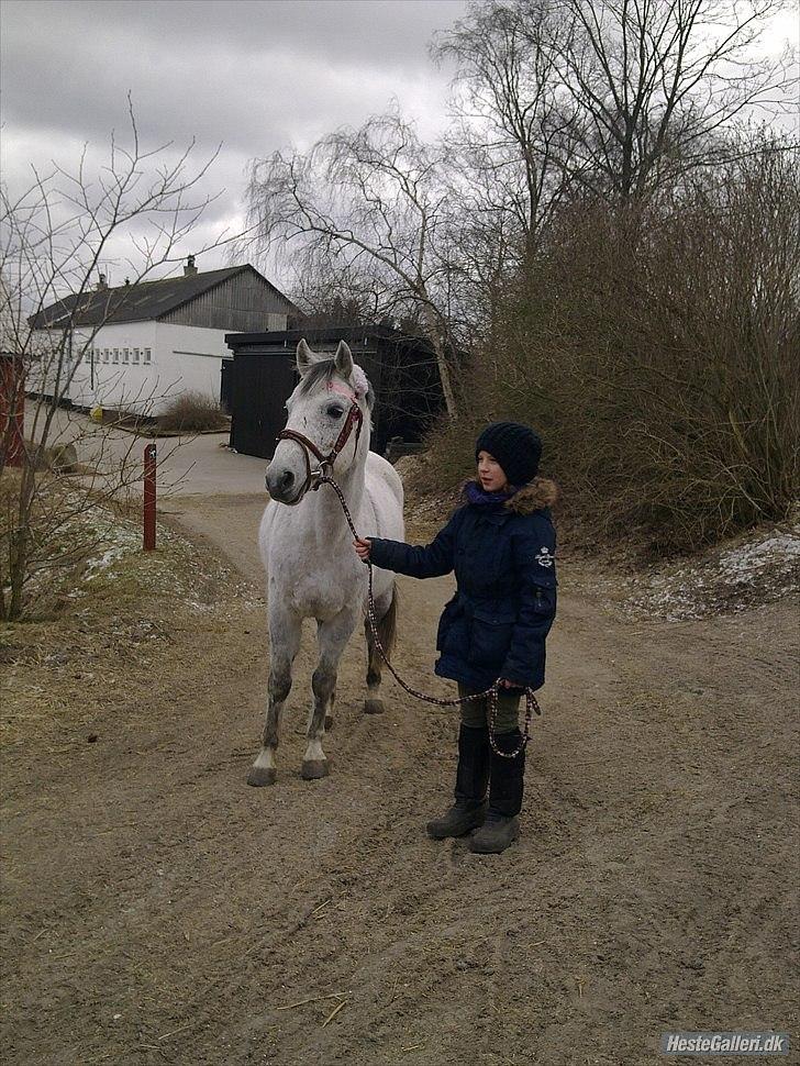 Anden særlig race Gordon •Fortid;(• SAVNET! - 11) På gå tur :) Elsker det billede! Ved ik´ hvorfor, men syntes bare den godt! :D Foto: Frederikke<3 billede 10