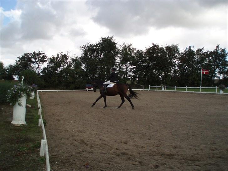 Holstener Hesteløkkens Chic - Military i Ringsted cnc80 dressurdelen billede 6