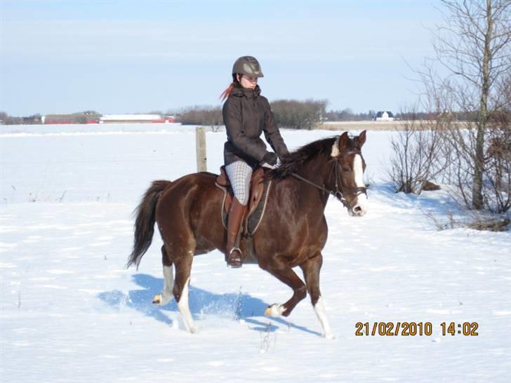 DSP La Rosa billede 12