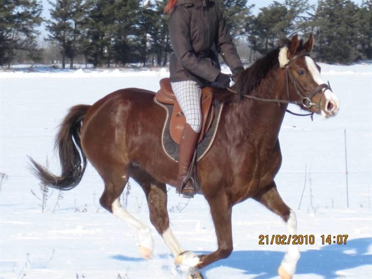 DSP La Rosa billede 13