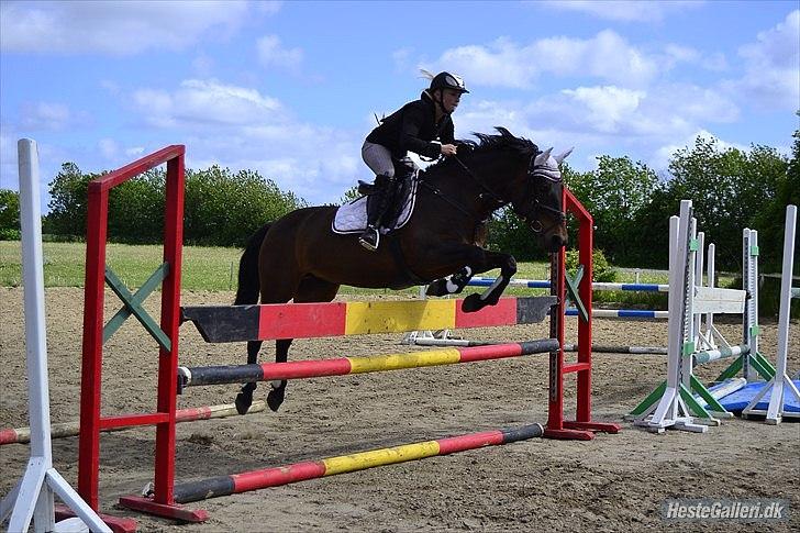 Hollandsk Sportspony JOLANDA SOLGT <3 - til træning i aulum den 25-05-2011 
Billed:www.mathilde-photography.tk) billede 34