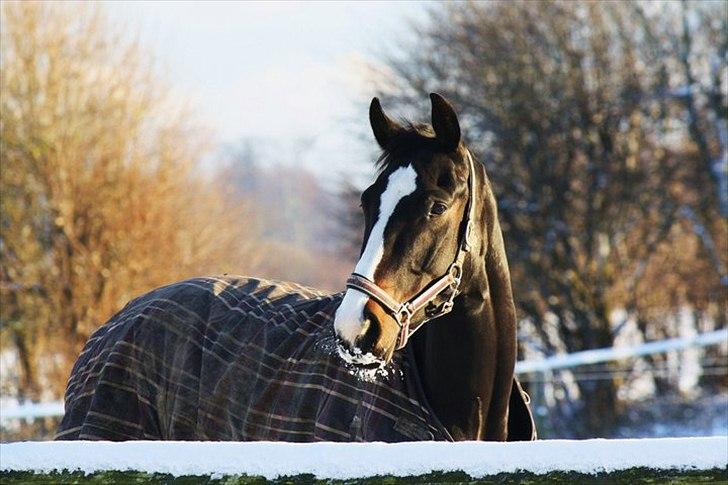 Dansk Varmblod Pointsprings Maddison - Maddi nyder den nye vintersne! November 2010 <3  billede 15