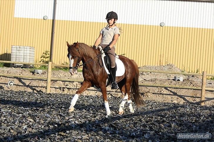 Welsh Pony (sec B) Korreborgs Verdi *SAVNET* <3 -  Øgning! Du var så fantastisk - det kan ikke beskrives med ord hvor meget jeg savner dig! Foto: Helene billede 11