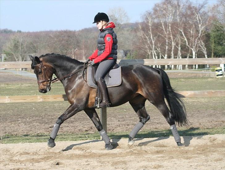 Dansk Varmblod Heartbreakers Touchy billede 12