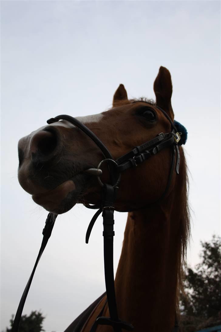 Hollandsk Sportspony Chantelle † miss you † - 16) Chantelle = <3 | Foto: ECS ( mig ) | billede 16