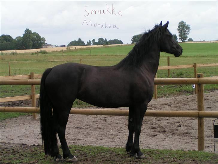 Welsh Cob (sec D) Avalons Monalisa - smukke monalisa billede 6