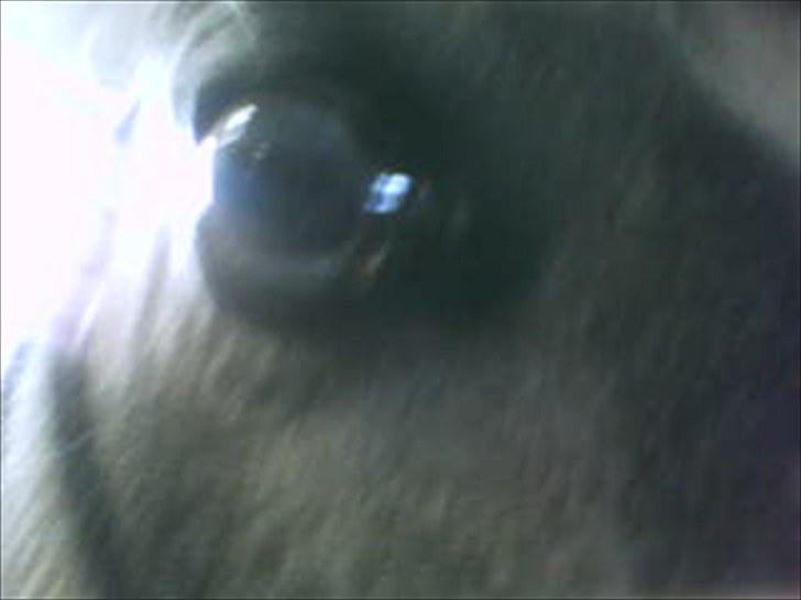 Welsh Pony (sec B) aluna billede 1