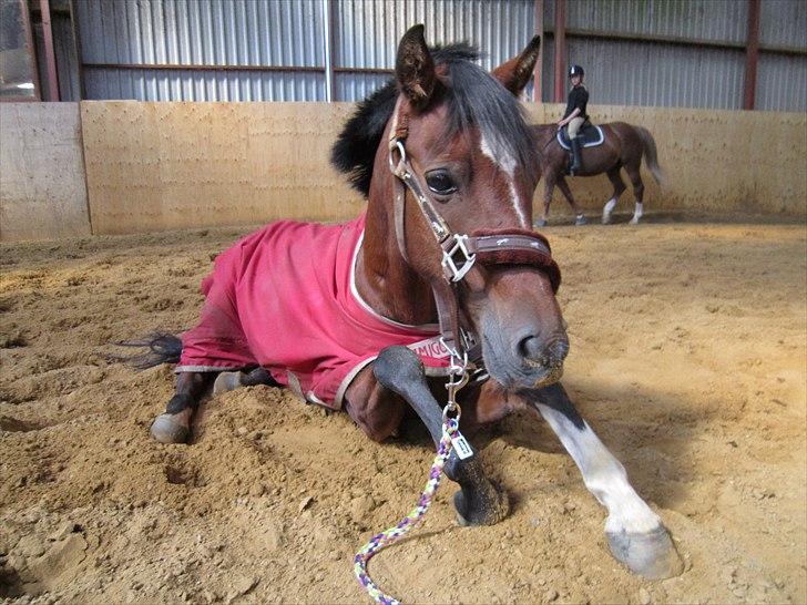 Anden særlig race Spotlight  - prøver at lære og lægge ned på komando<3 billede 15