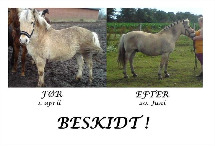 Fjordhest Alexsander  - Et før og efter billed (:  billede 8