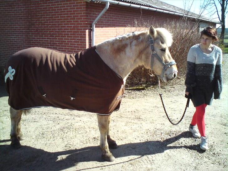 Fjordhest Alexsander  - Vidunderdyret med sit nye tæppe sammen med Frederikke (: <3 billede 13