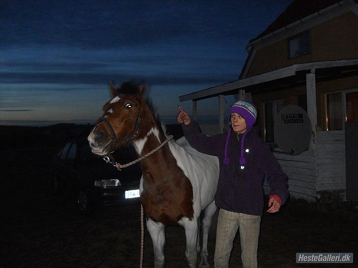 Pinto Starlight Tidl. Lånepony - Hvem sagde vi var skøre ? ;) billede 3