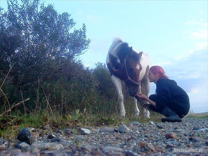 Pinto Starlight Tidl. Lånepony - ILU :* billede 4