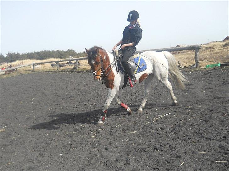 Pinto Starlight Tidl. Lånepony - Dressurtræning:) billede 6