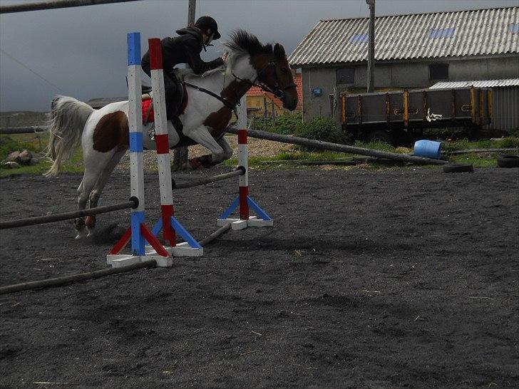 Pinto Starlight Tidl. Lånepony - Springtræning  billede 7