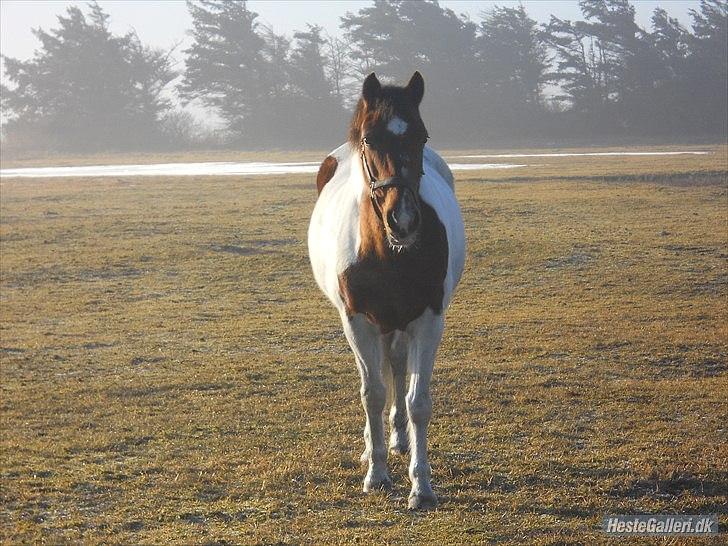 Pinto Starlight Tidl. Lånepony - Smukke hyppen  billede 8
