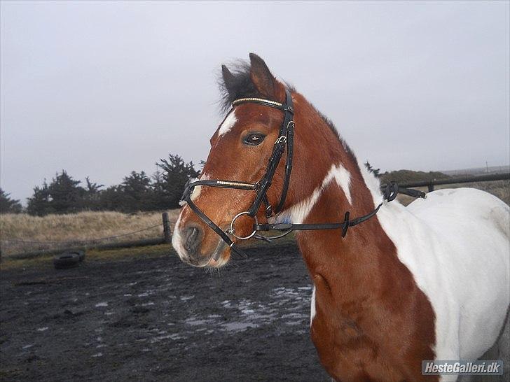 Pinto Starlight Tidl. Lånepony billede 9