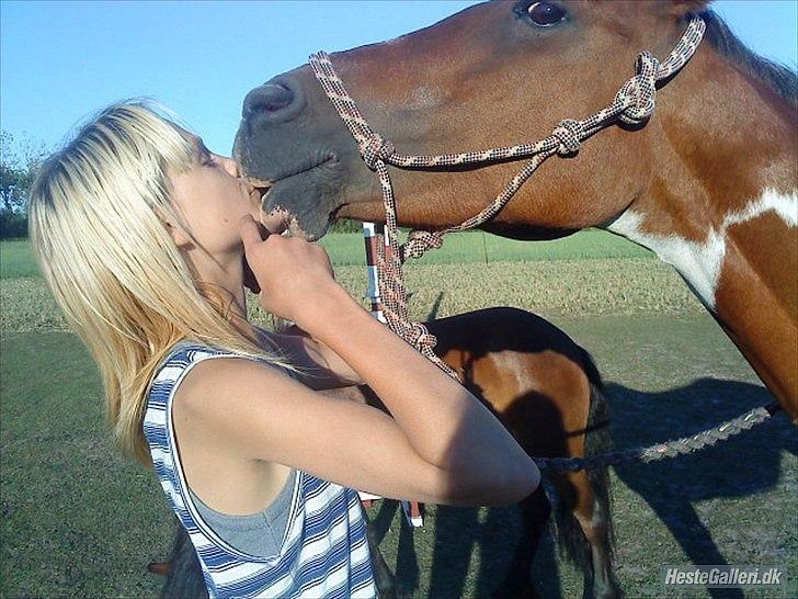 Pinto Starlight Tidl. Lånepony billede 10