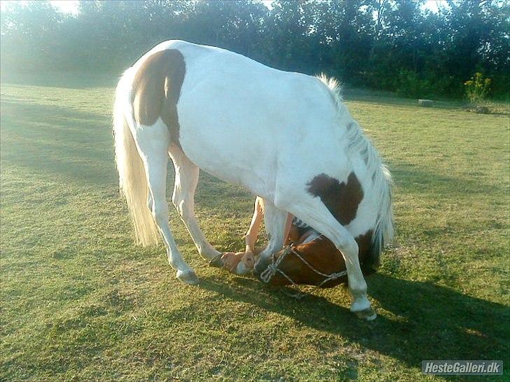 Pinto Starlight Tidl. Lånepony - Godt på vej :) Men Rom bliv ik bygget på 1 dag :) billede 12