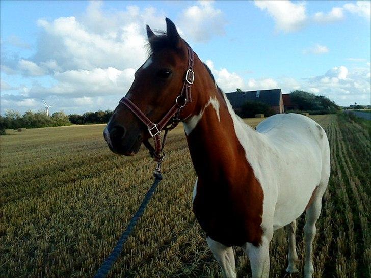 Pinto Starlight Tidl. Lånepony billede 14