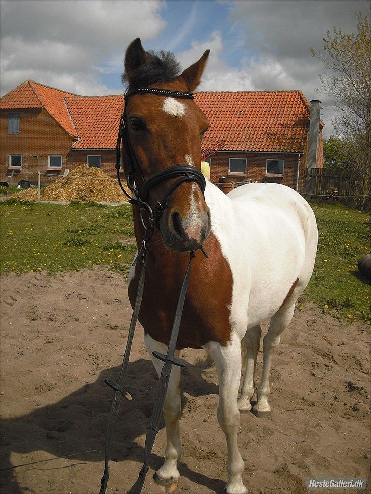 Pinto Starlight Tidl. Lånepony billede 16